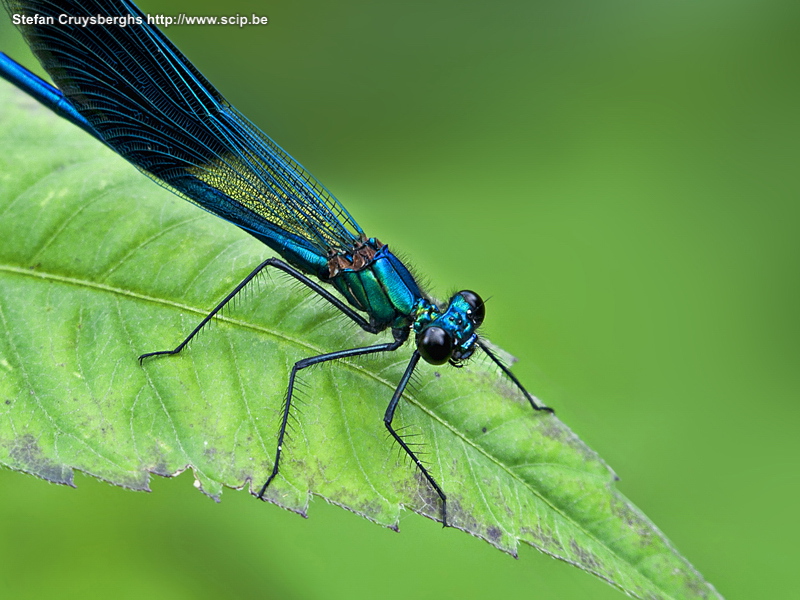 Insekten - Weidebeekjuffer mannetje Enkele macro foto's van libellen, waterjuffers, sprinkhanen en kevers in de buurt van de Wateringen in Lommel. Stefan Cruysberghs